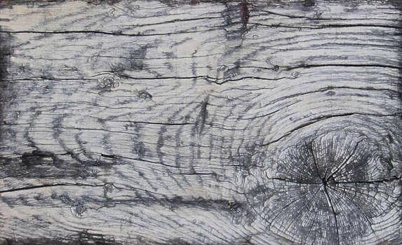 Фактура дерева
