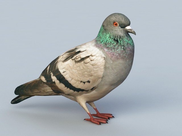 Голубь 3д модель