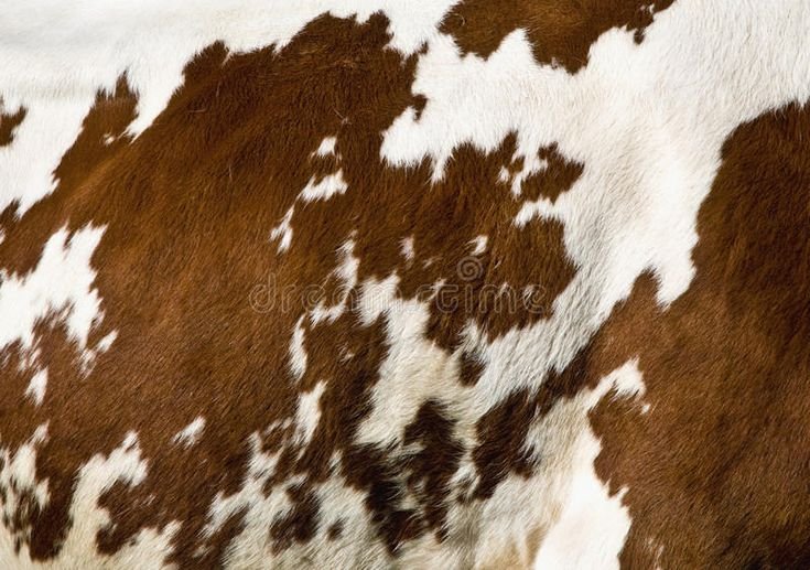 Шерсть коровы