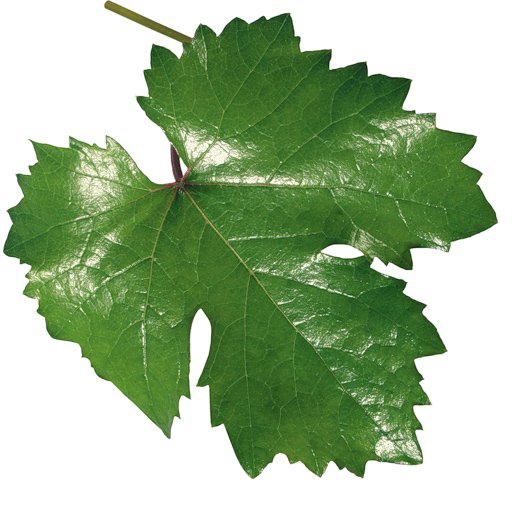 Лист винограда