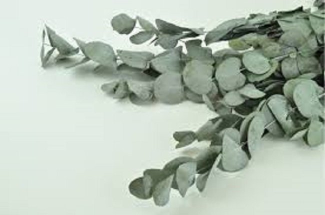 Эвкалипт Популус