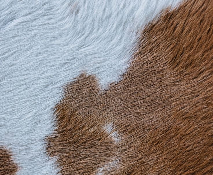 Текстура шерсти