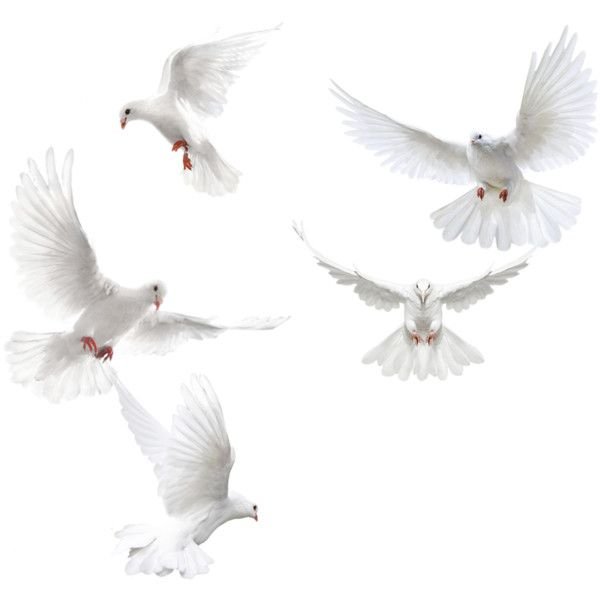 Красивые птицы на белом фоне