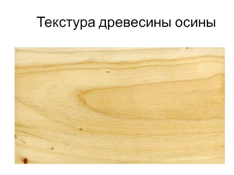 Осина текстура древесины