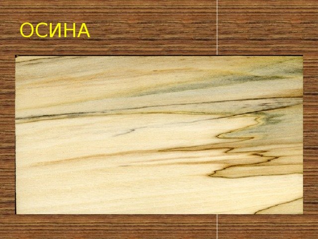 Осина древесина