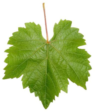 Лист винограда