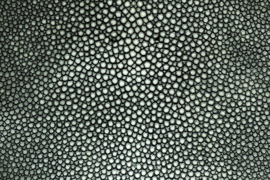 Кожа ската текстура