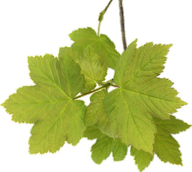 Лист винограда