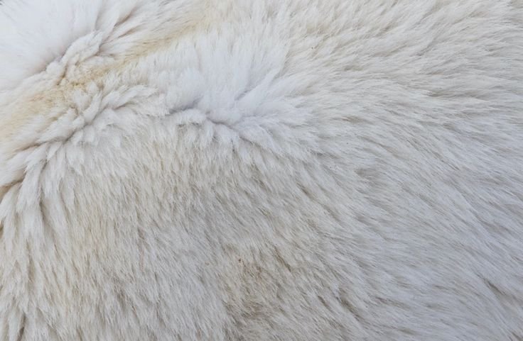 Мех полярного медведя