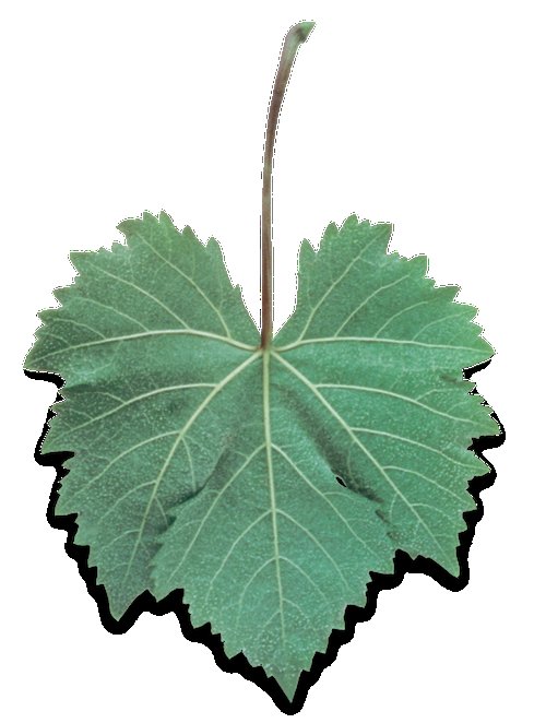 Листочек винограда
