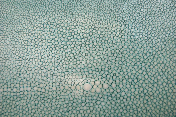 Текстура кожи