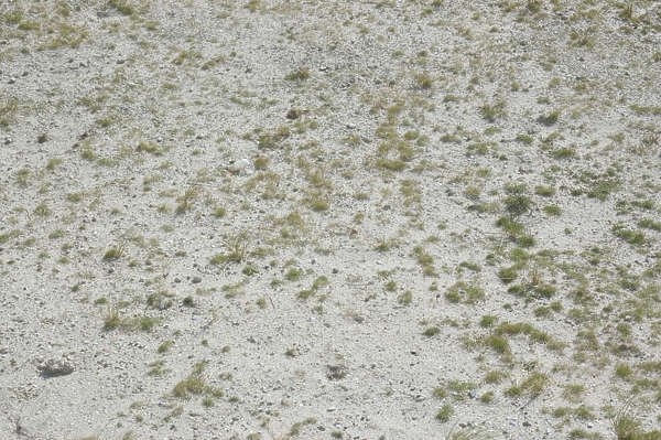 Песок с травой текстура