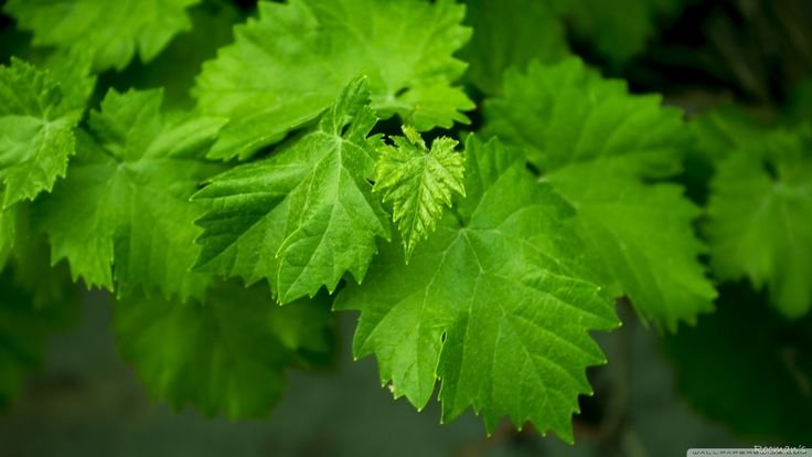 Виноградный клен