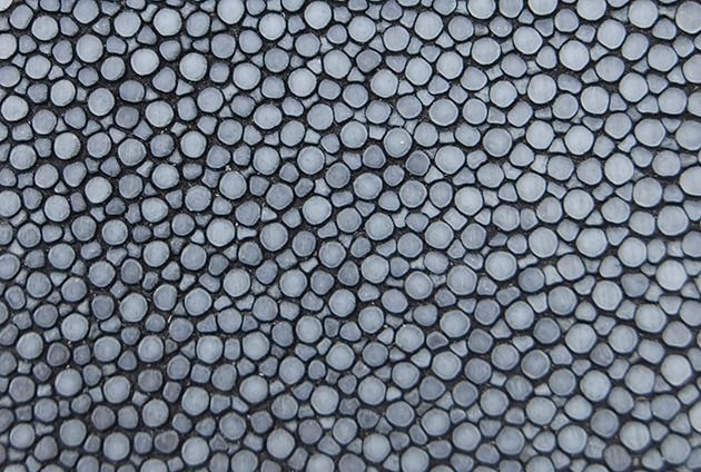 Галюша кожа ската