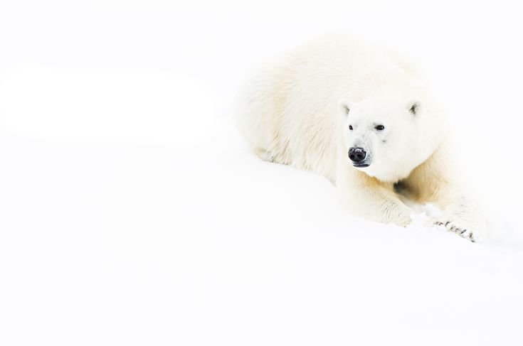 Белый медведь