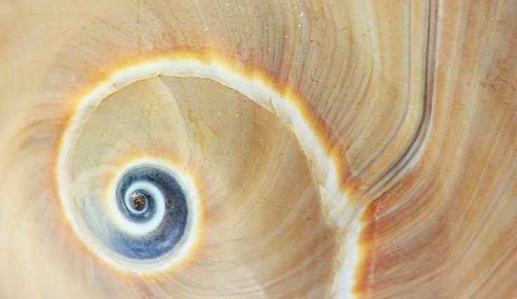 Фактура ракушки