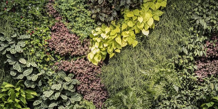 Фитостена бесшовная