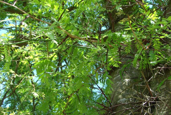 Акация трехколючковая гледичия