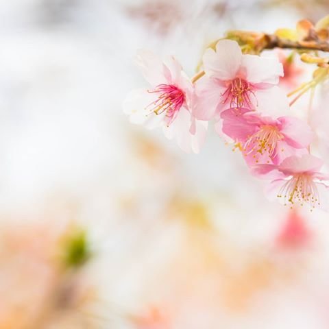 Весенний фон