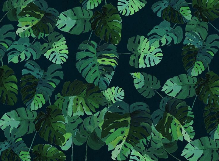 Монстера Сильвер Ливз