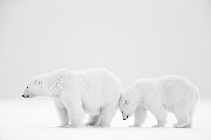 Белый медведь картинка без фона