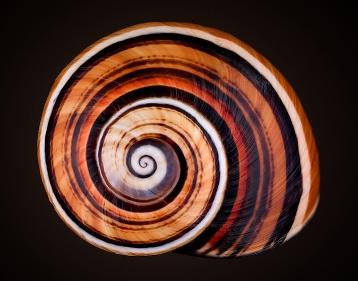 Улитка текстура