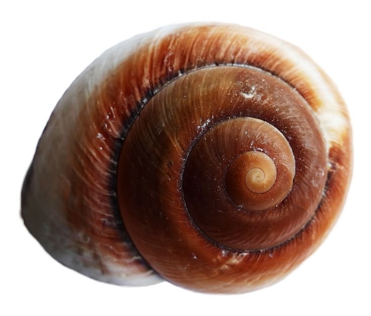 Раковинные моллюски