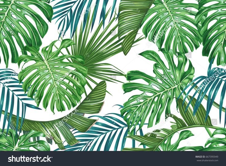 Монстера папоротник растения