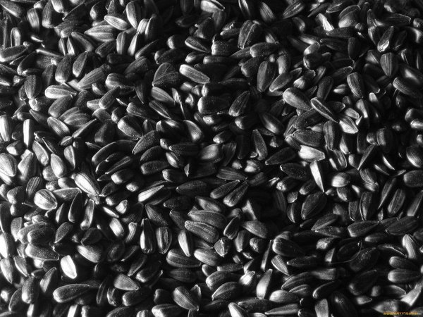 Семечки подсолнуха