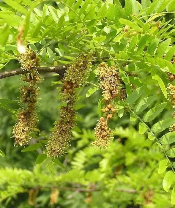 Гледичия Акация