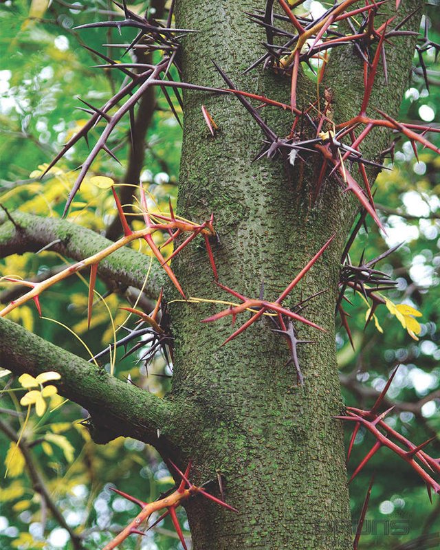 Гледичия трехколючковая