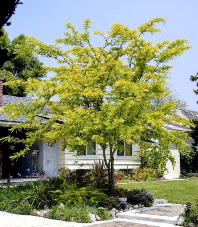 Акация колючая гледичия