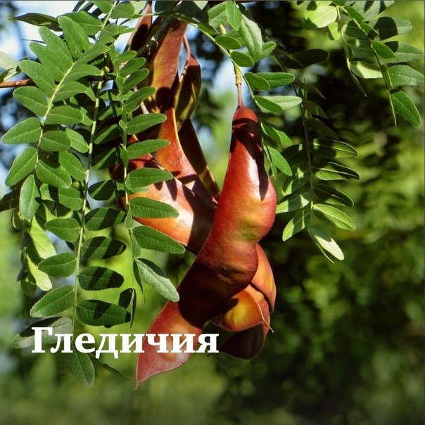 Гледичия трехколючковая дерево