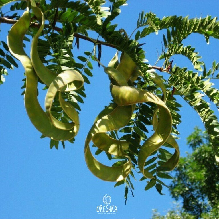 Гледичия Акация дерево