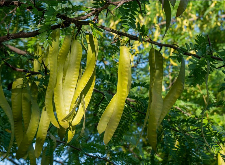 Гледичия Акация