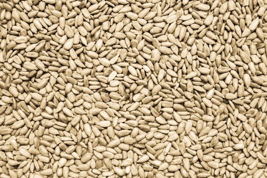 Ядра семян подсолнечника