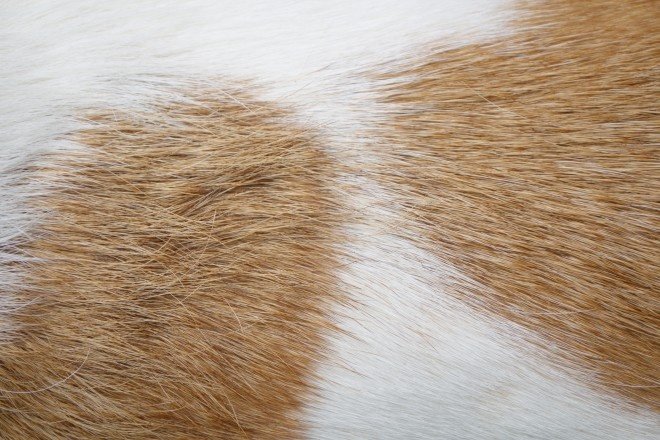 Текстура шерсти