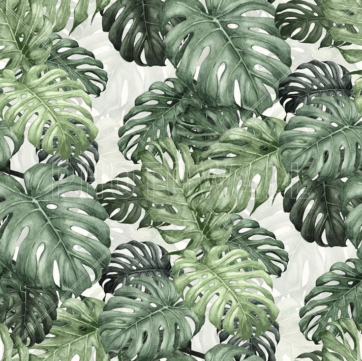 Монстера дубиа