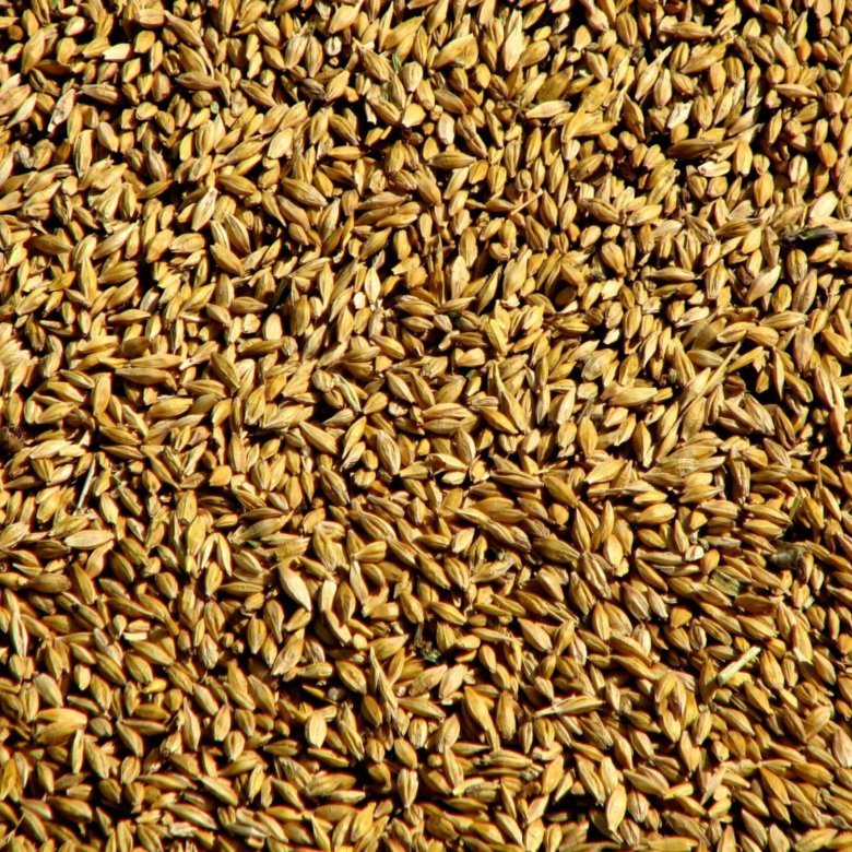 Пшеница зерно