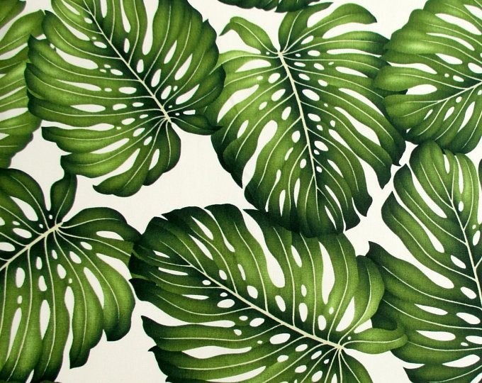 Монстера Делициоза лист