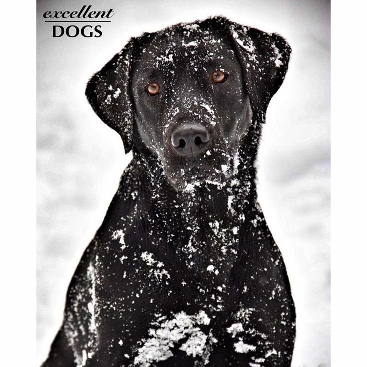 породы собак