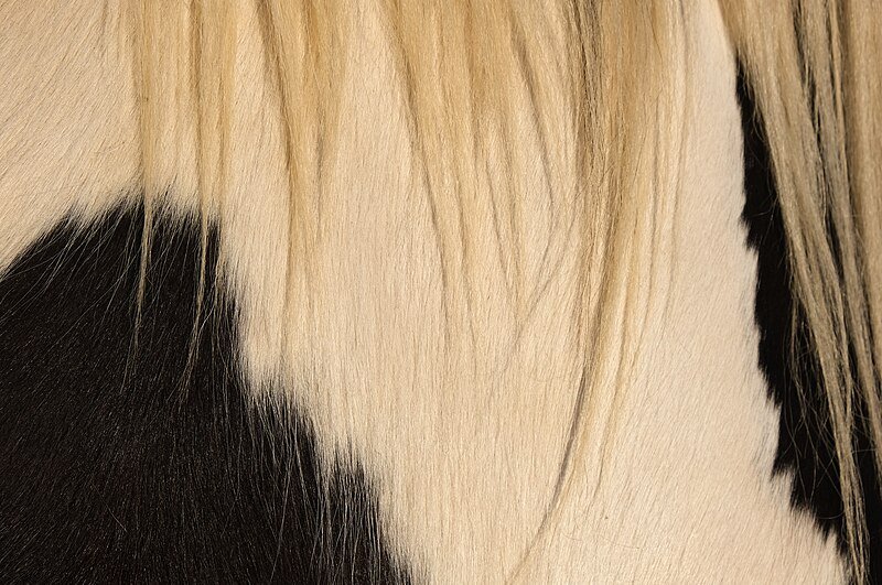 Шерсть лошади