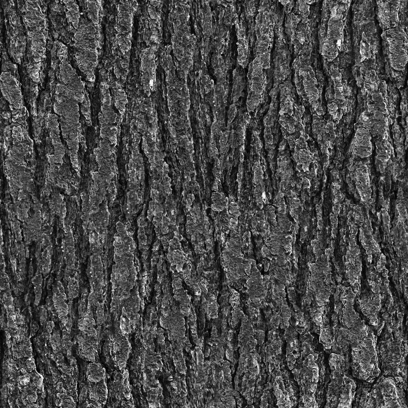 Фактура коры