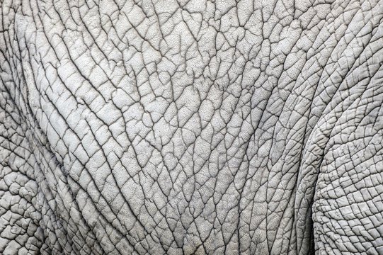 Фактура кожи слона