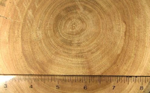 Древесина абрикоса