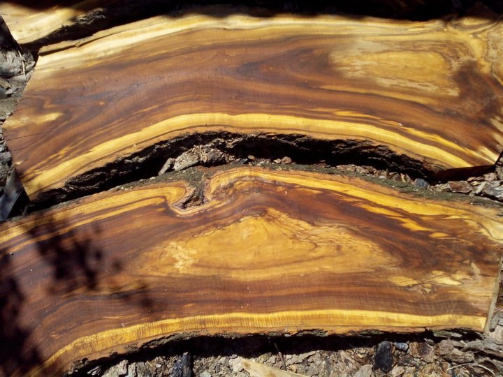 Древесина абрикоса