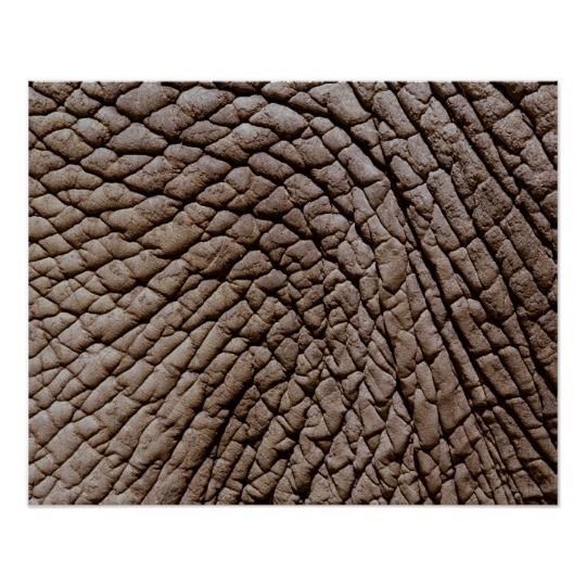 Кожа животных