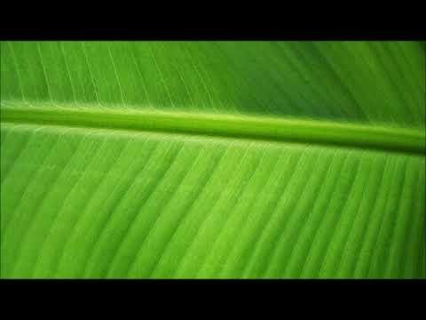 Банановые листья