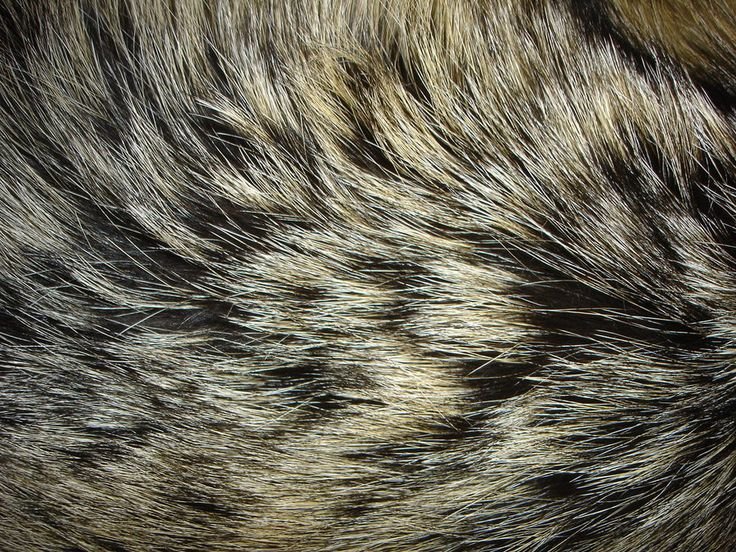 Шкура текстура