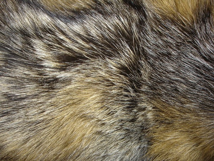 Текстура шерсти